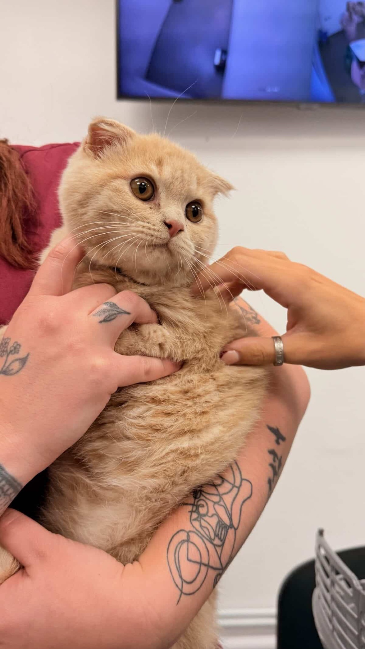 A cat being cared for at our practice