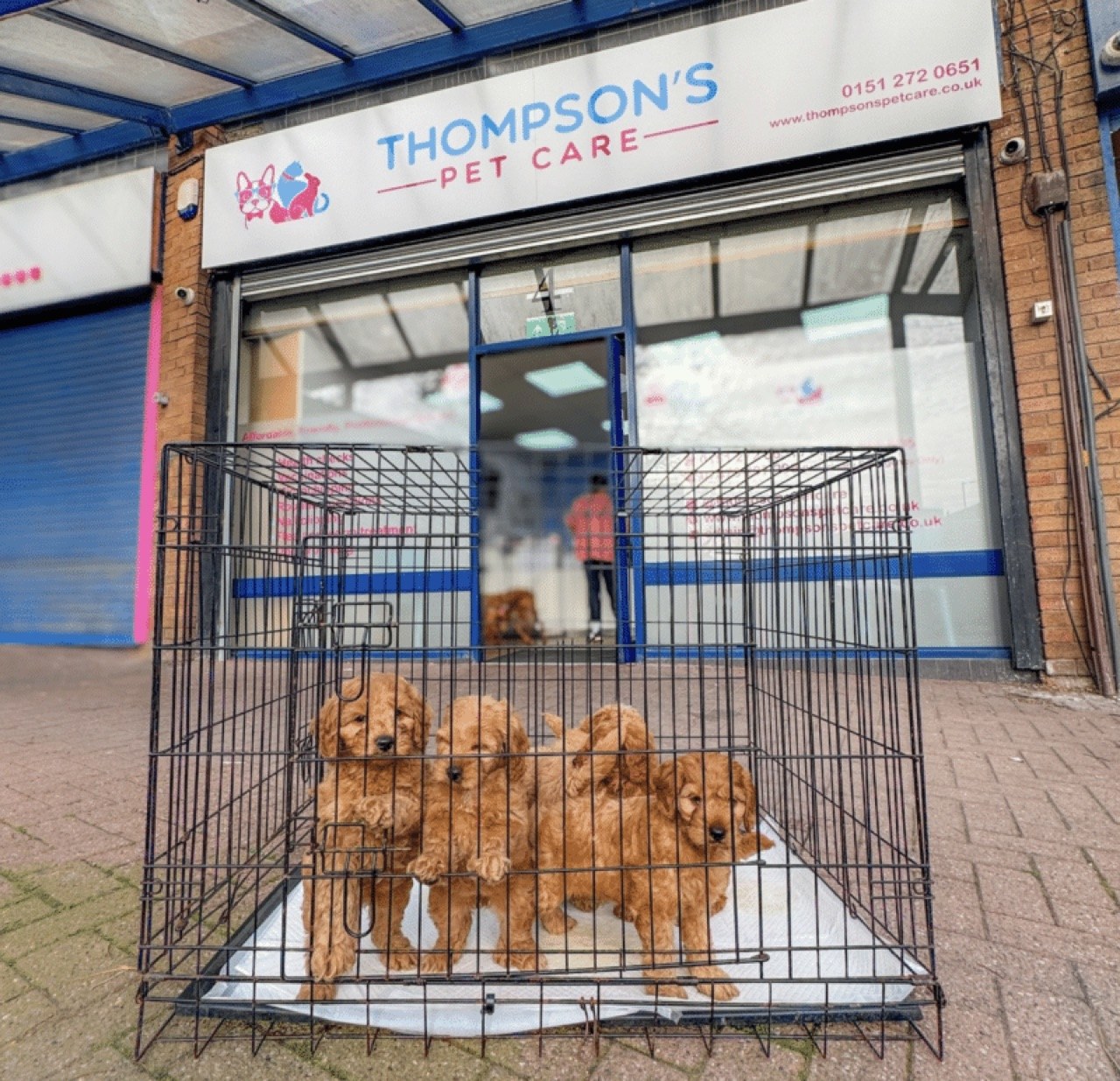 Pets outside our Seaforth practice