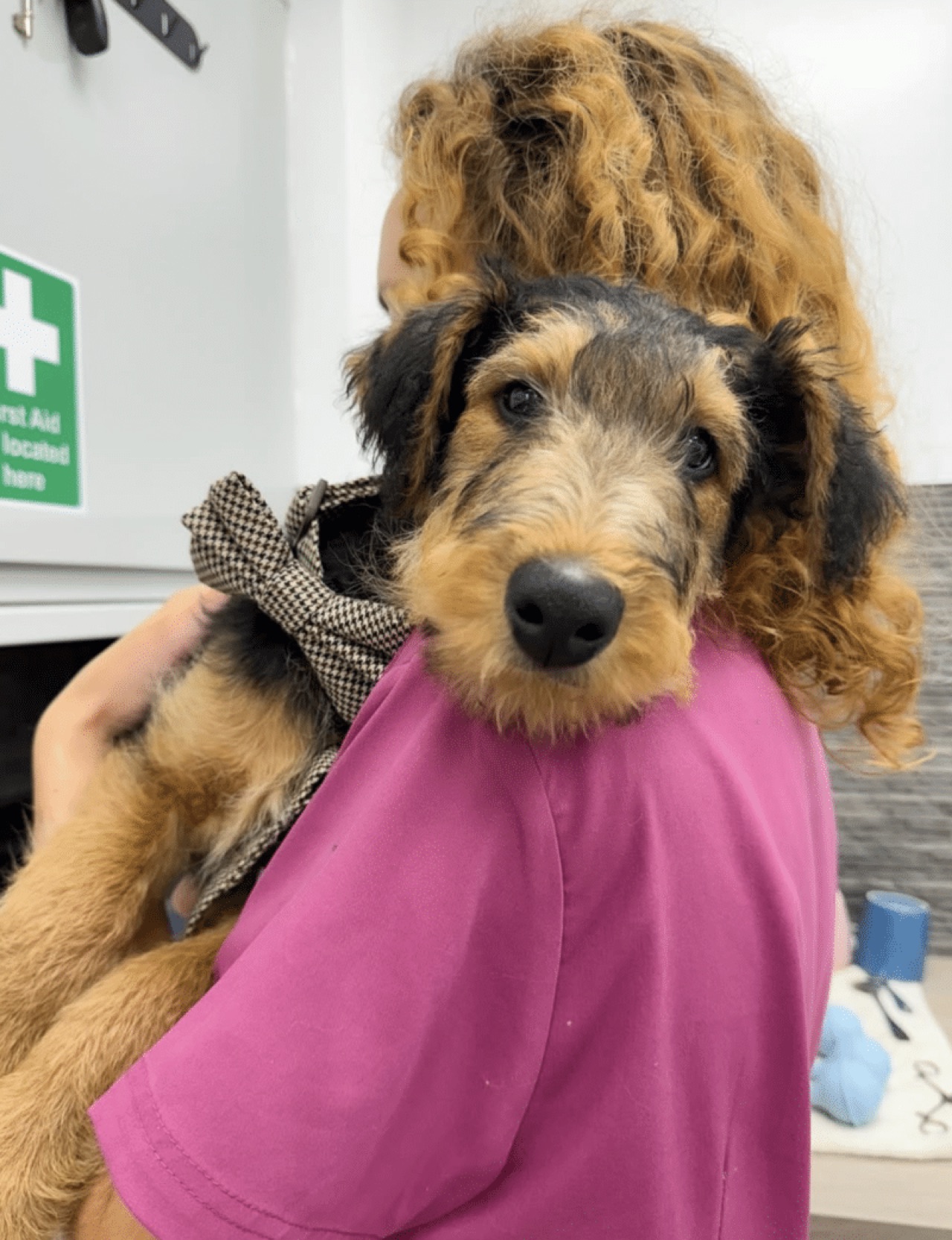 A puppy held by a member of our practice team