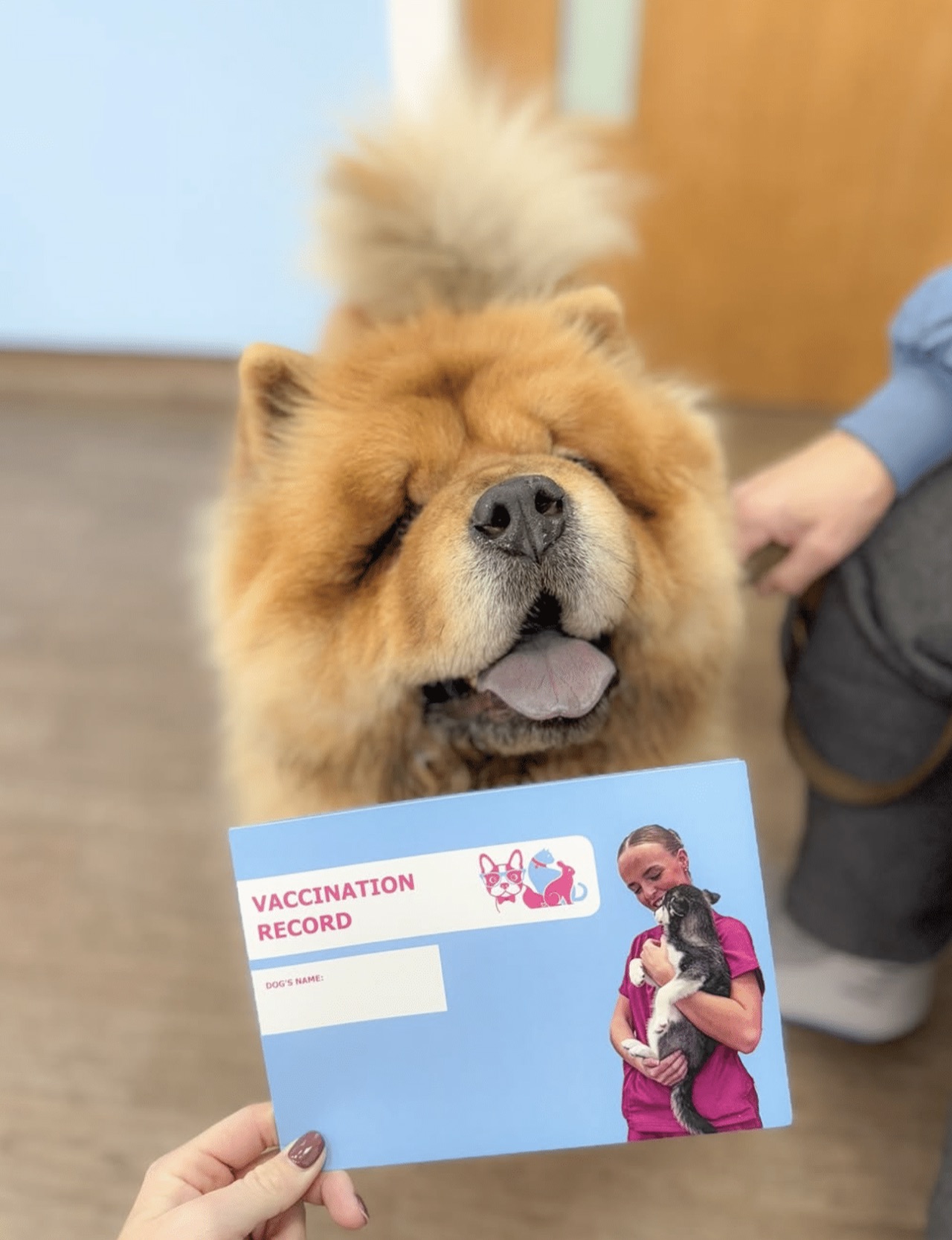 A dog at the practice with a vaccination record